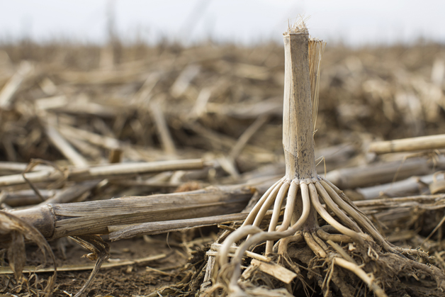 raíces del tallo de maíz de la sequía